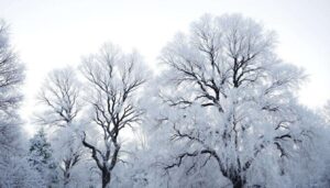 Les arbres hivernaux : un spectacle graphique et un atout écologique pour votre jardin cet hiver