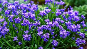 Agapanthes : ce couvre-sol gratuit les protège mieux du gel que le voile d’hivernage