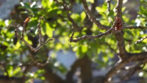 Cette taille « en queue de lion » que tant de jardiniers adorent fragilise en silence vos arbres : signes à surveiller et gestes à éviter